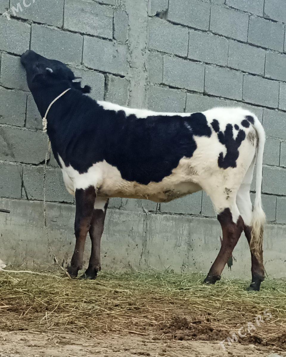 TÜWE - Bäherden - img 1