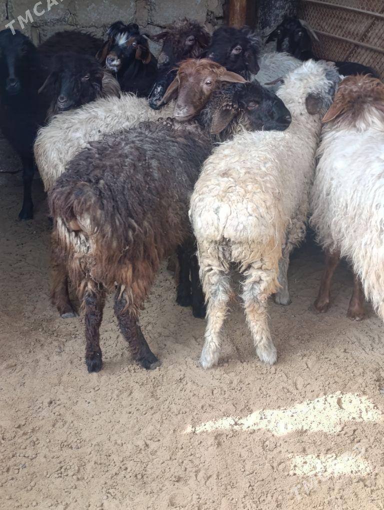 IŞŞEK - Хитровка - img 1