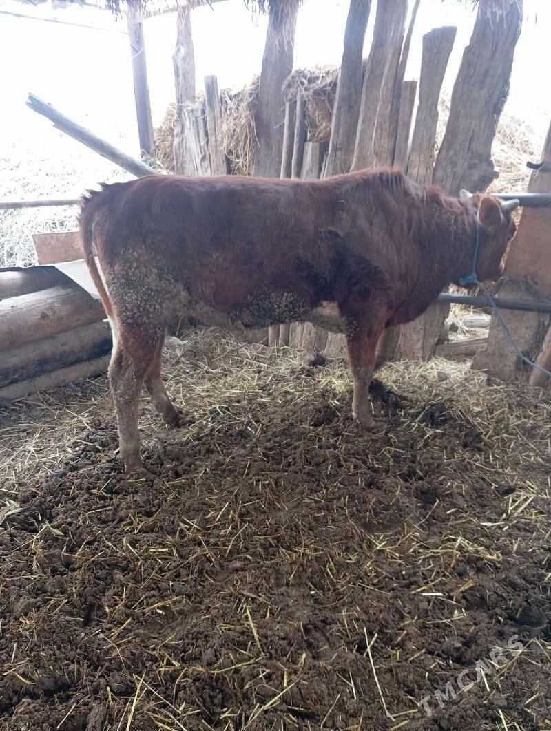 Okuz - Çärjew - img 1