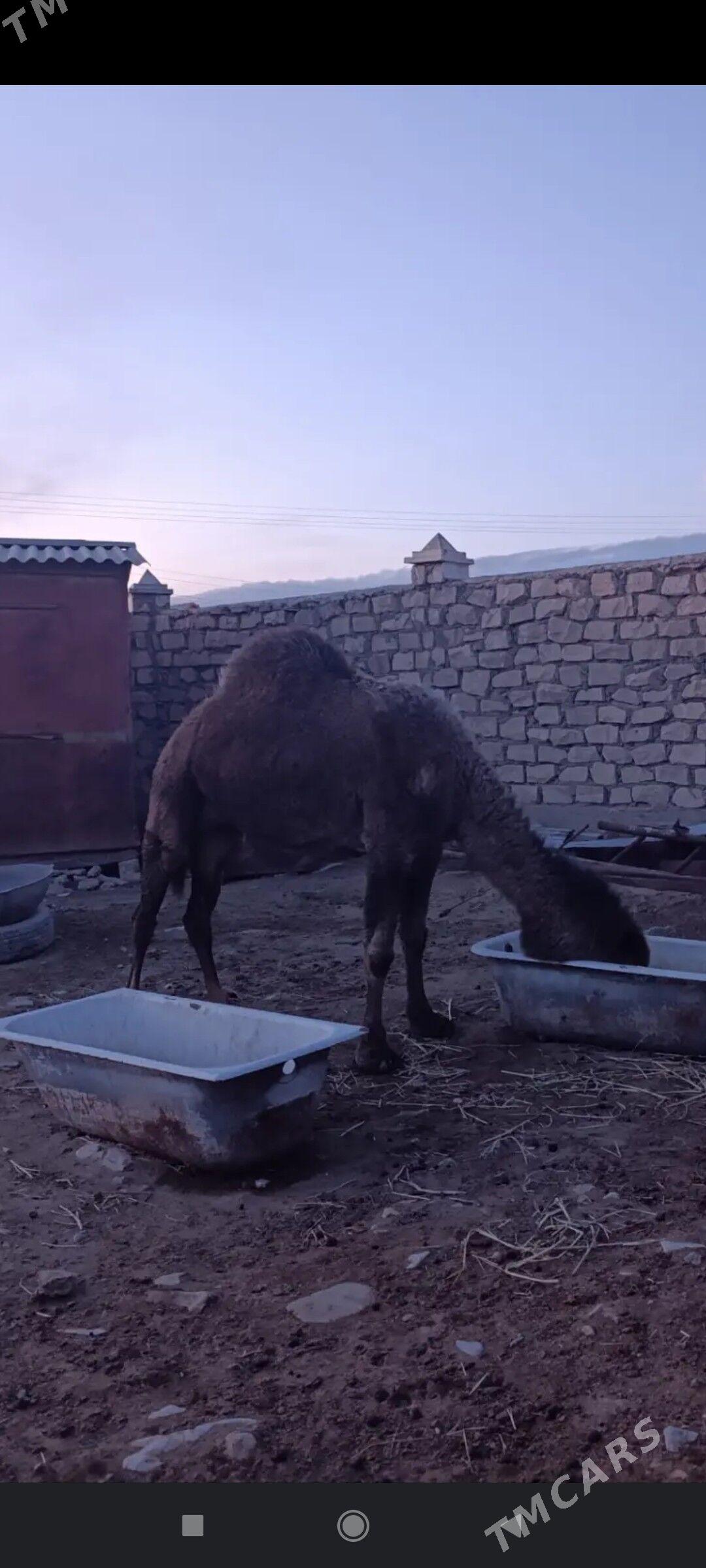 Arwana Duye - Gumdag - img 1