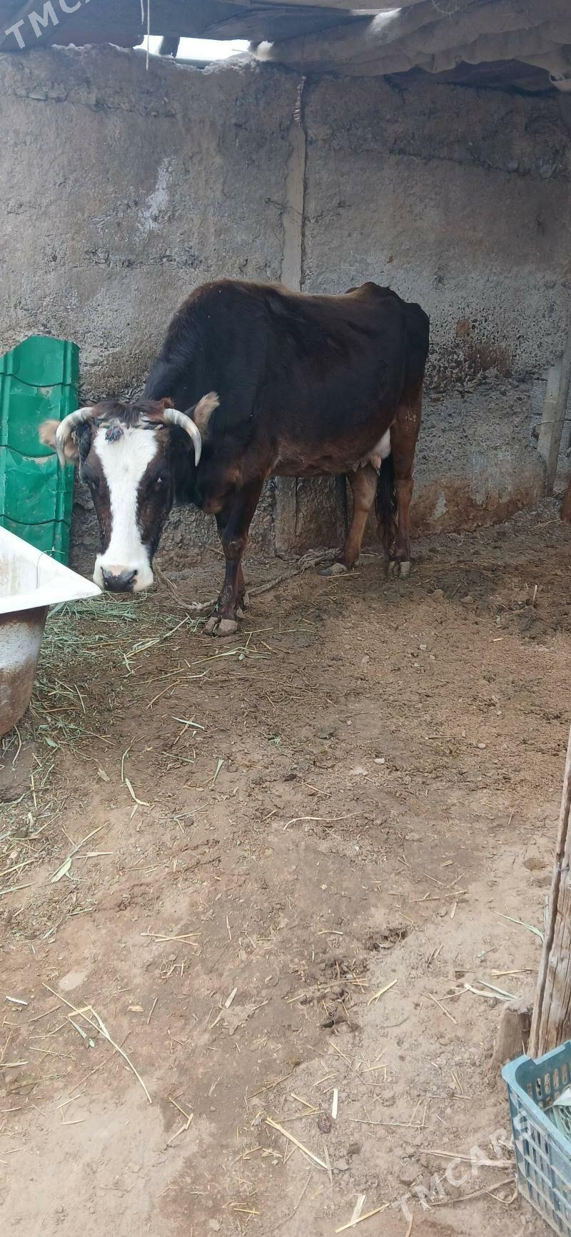 sygyr goleli - Гёкдепе - img 1