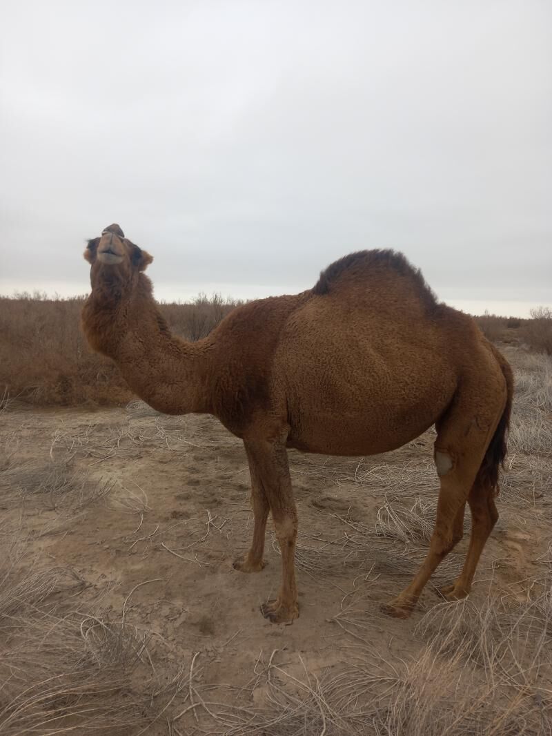 düýe - етр. Туркменбаши - img 1