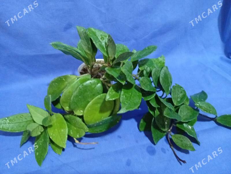 цветы - Bagyr - img 1