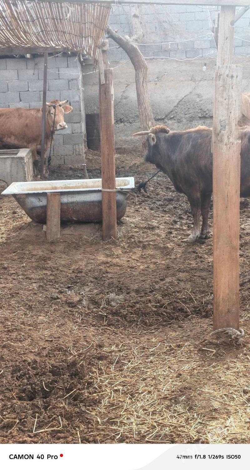 Semiz Sygyr - Çoganly - img 1