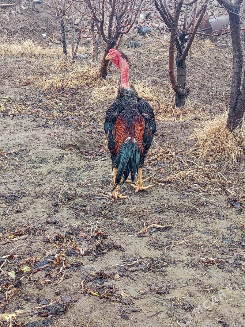 horaz - Şabat etr. - img 1