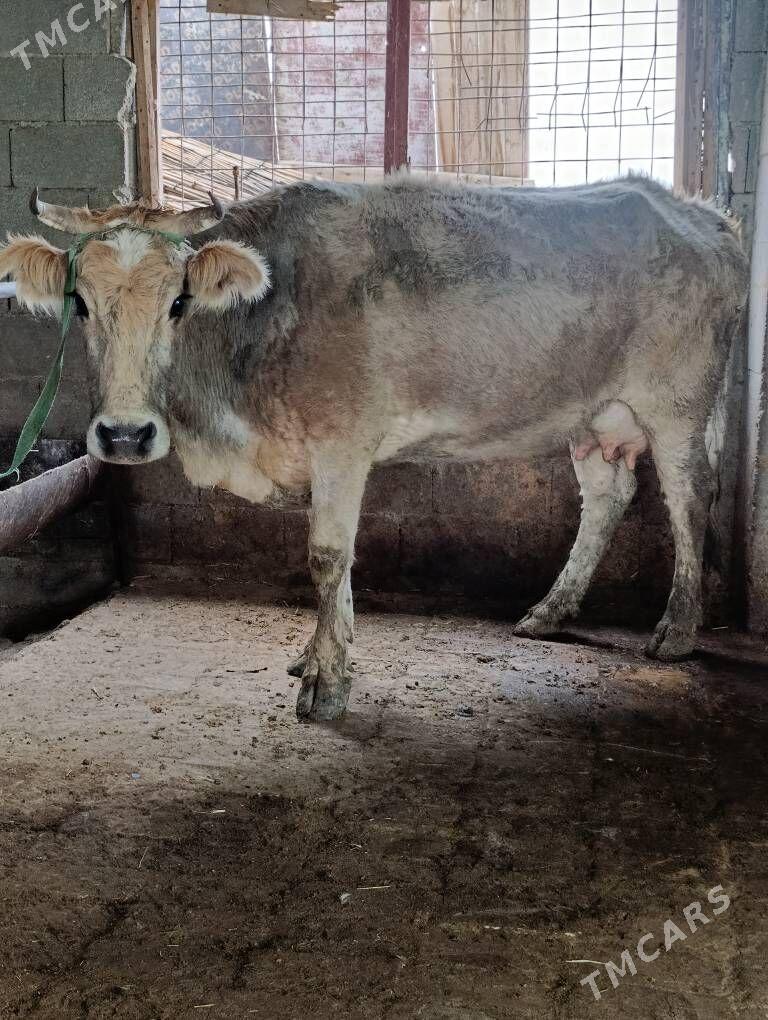 şwes tohum göleli sygyr - Gökdepe - img 1