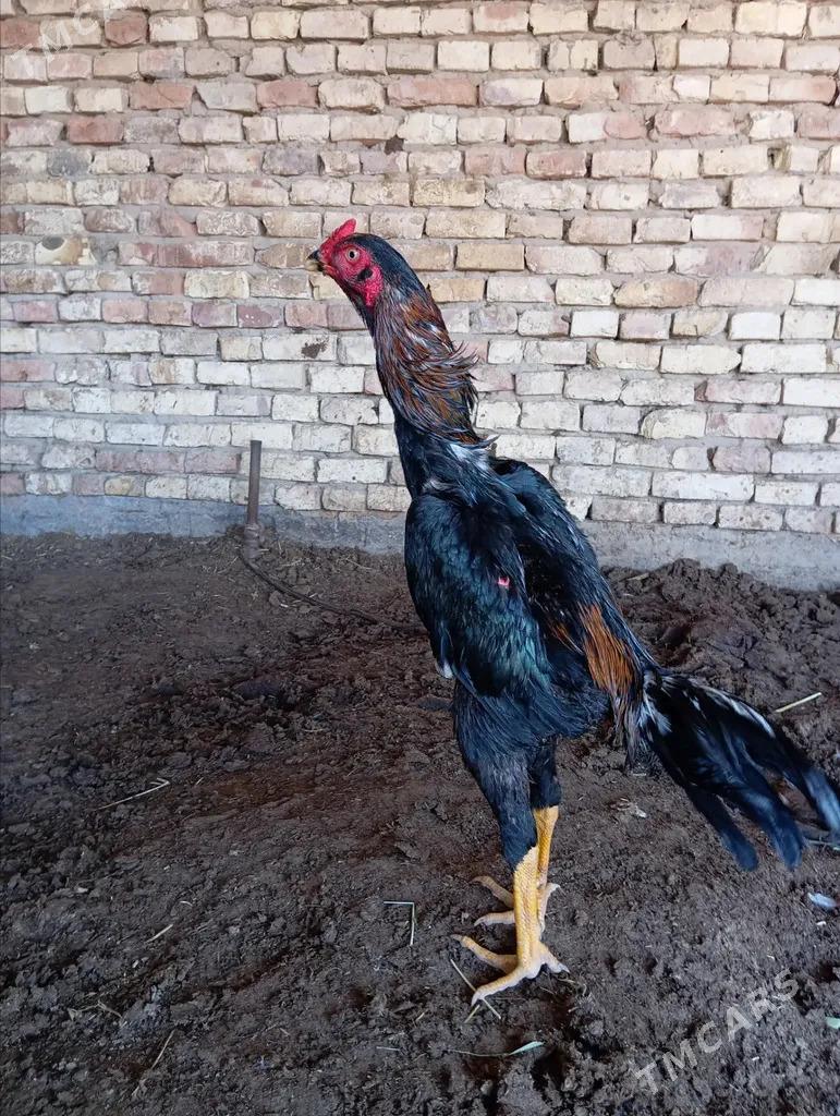 SAKAL JÜJE - Türkmenabat - img 1