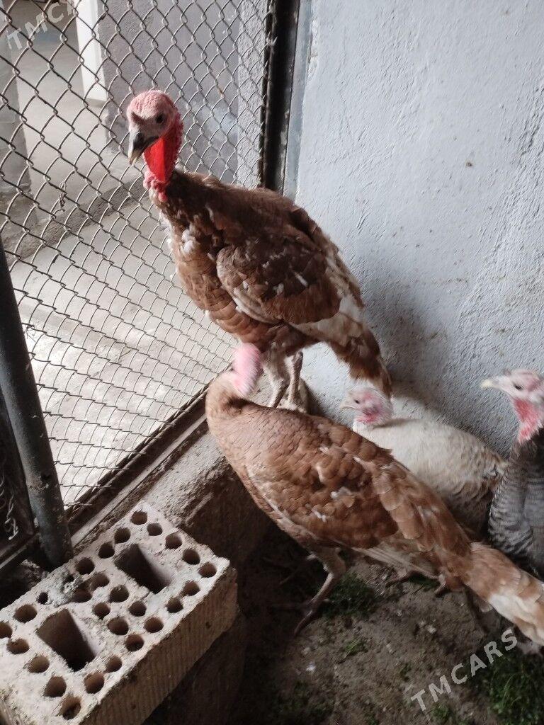 Indyuk Owgan paroda 10ay - Bagyr - img 1