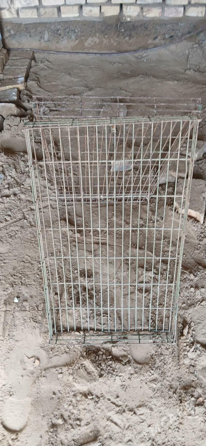 inkubatyr setga - Sakarçäge - img 1