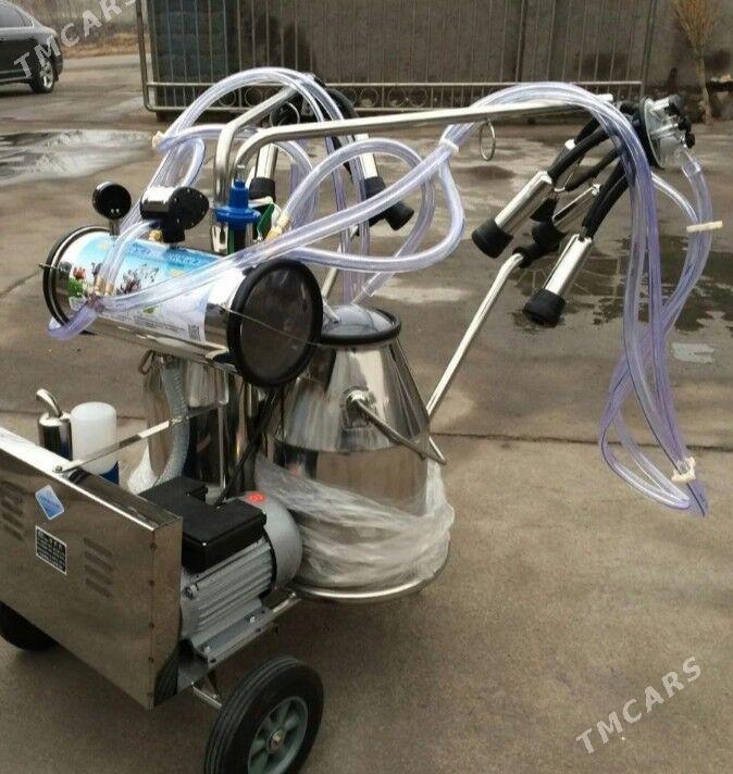 sygyr sagyan, сыгыр - Çärjew - img 1