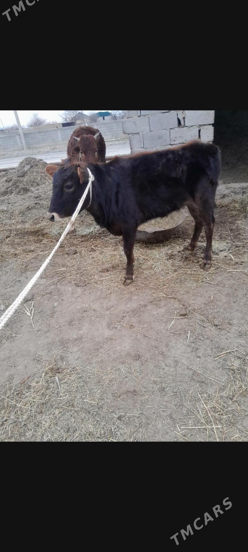 tuwe - Бахарден - img 1