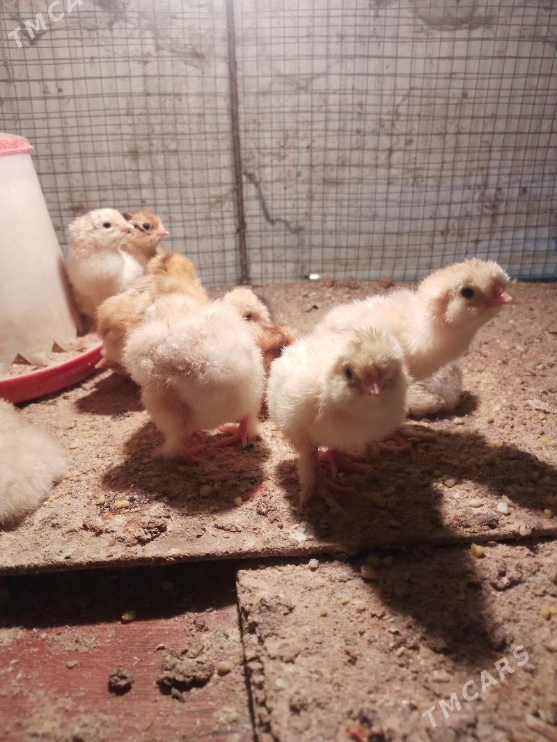 brama towuk jüýje - Şatlyk - img 1