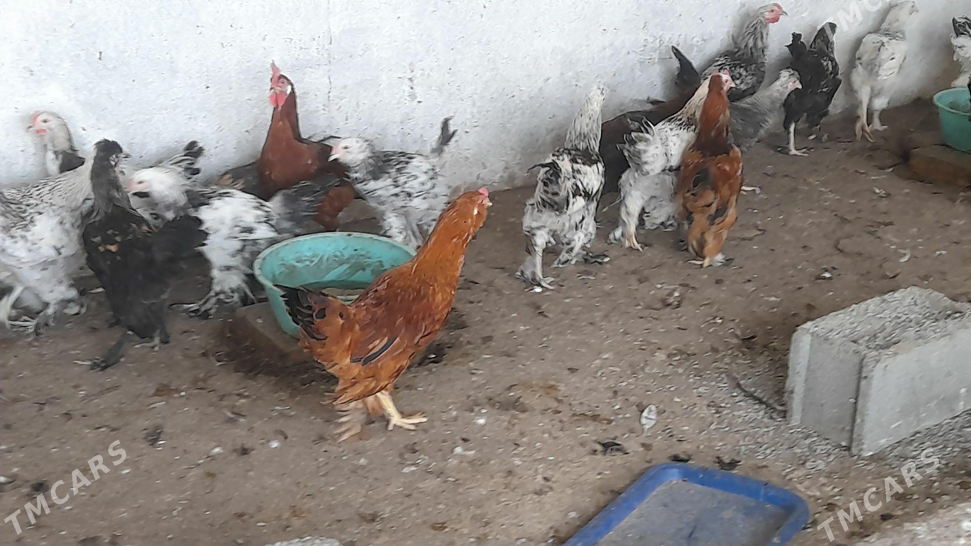 horaz - Гёкдепе - img 1