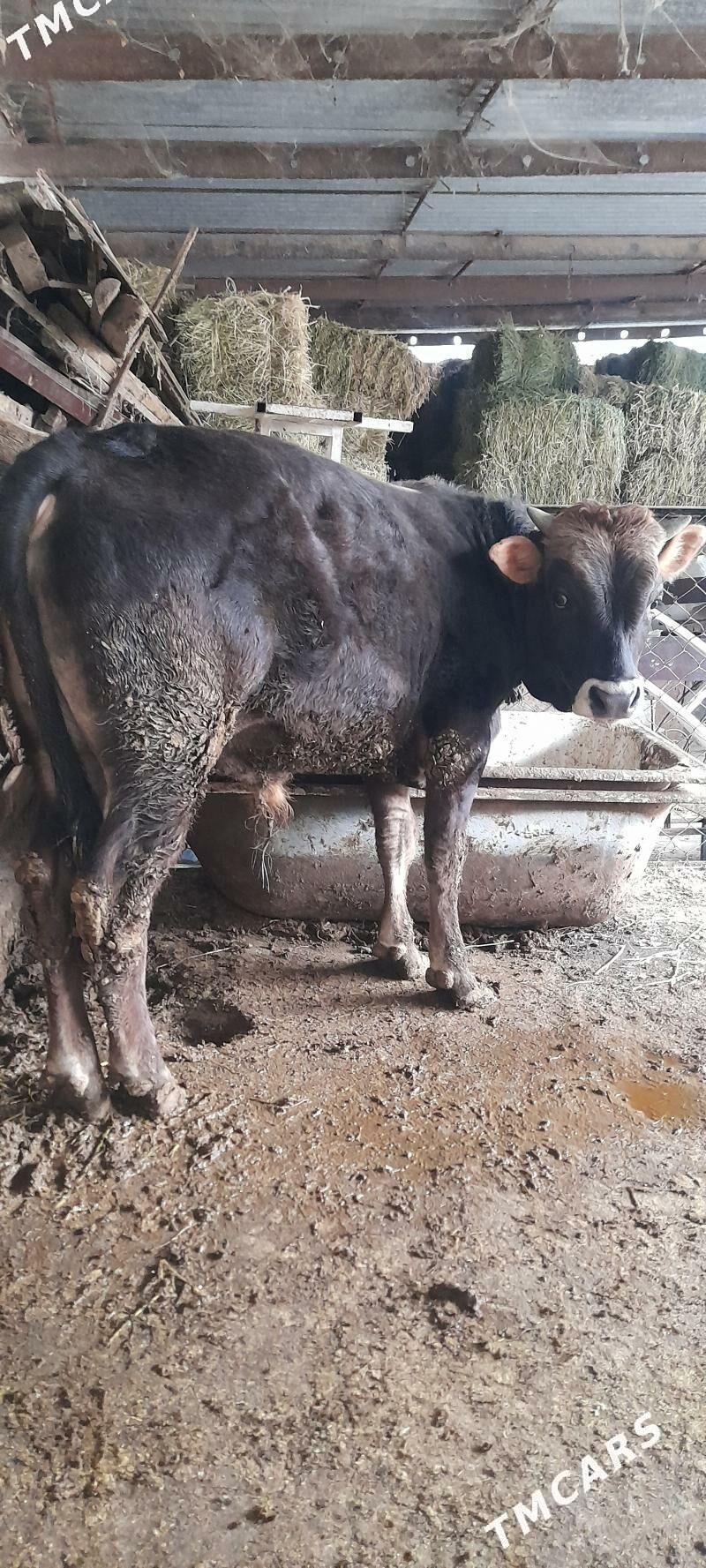 okuz - Garadamak - img 1