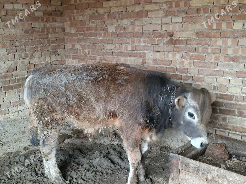 okuz - Gyzylarbat - img 1