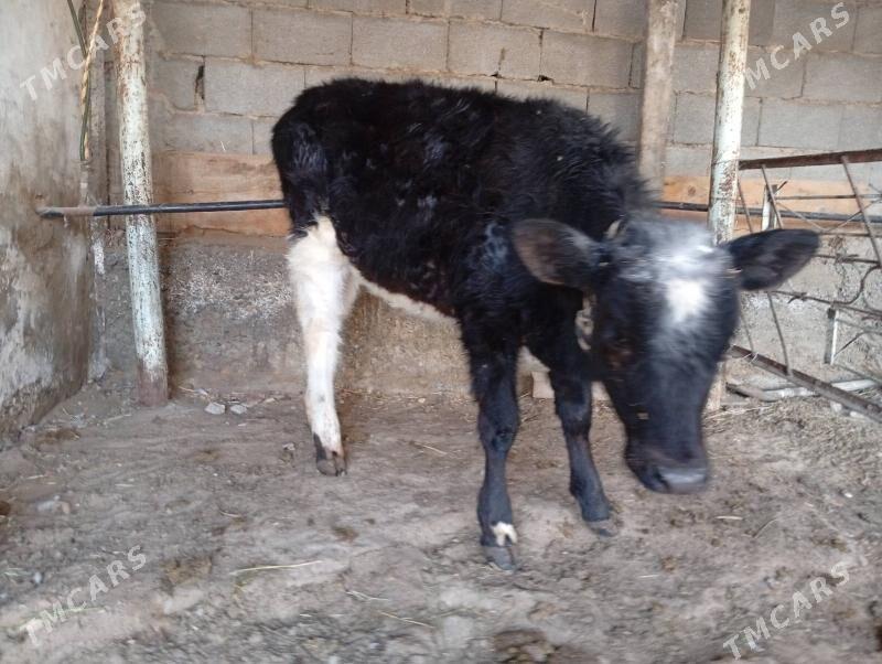 Kelek tüwe - Gökdepe - img 1