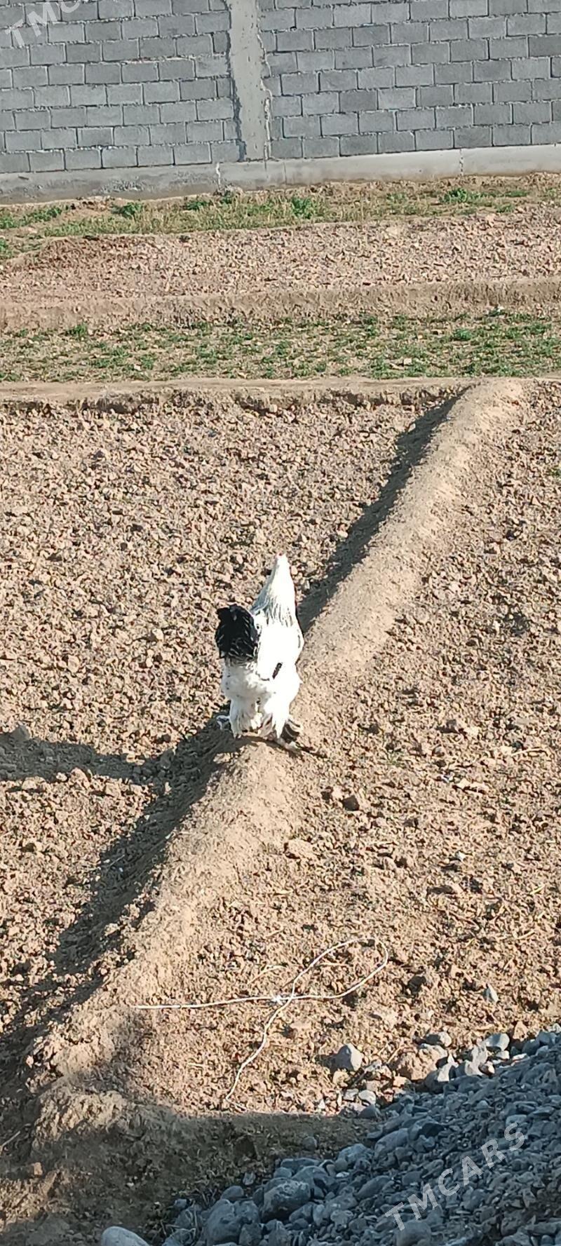 brama  horaz - Gypjak - img 1