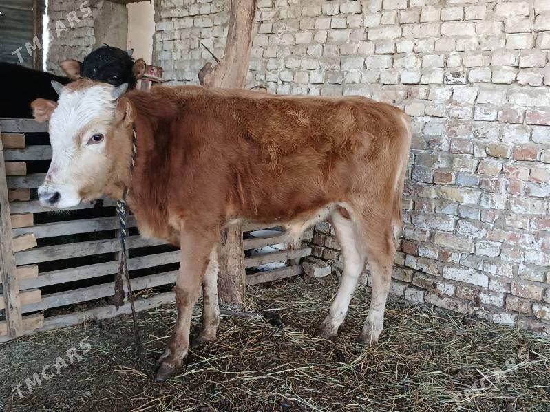 ÖKÜZ - Гёкдепе - img 1