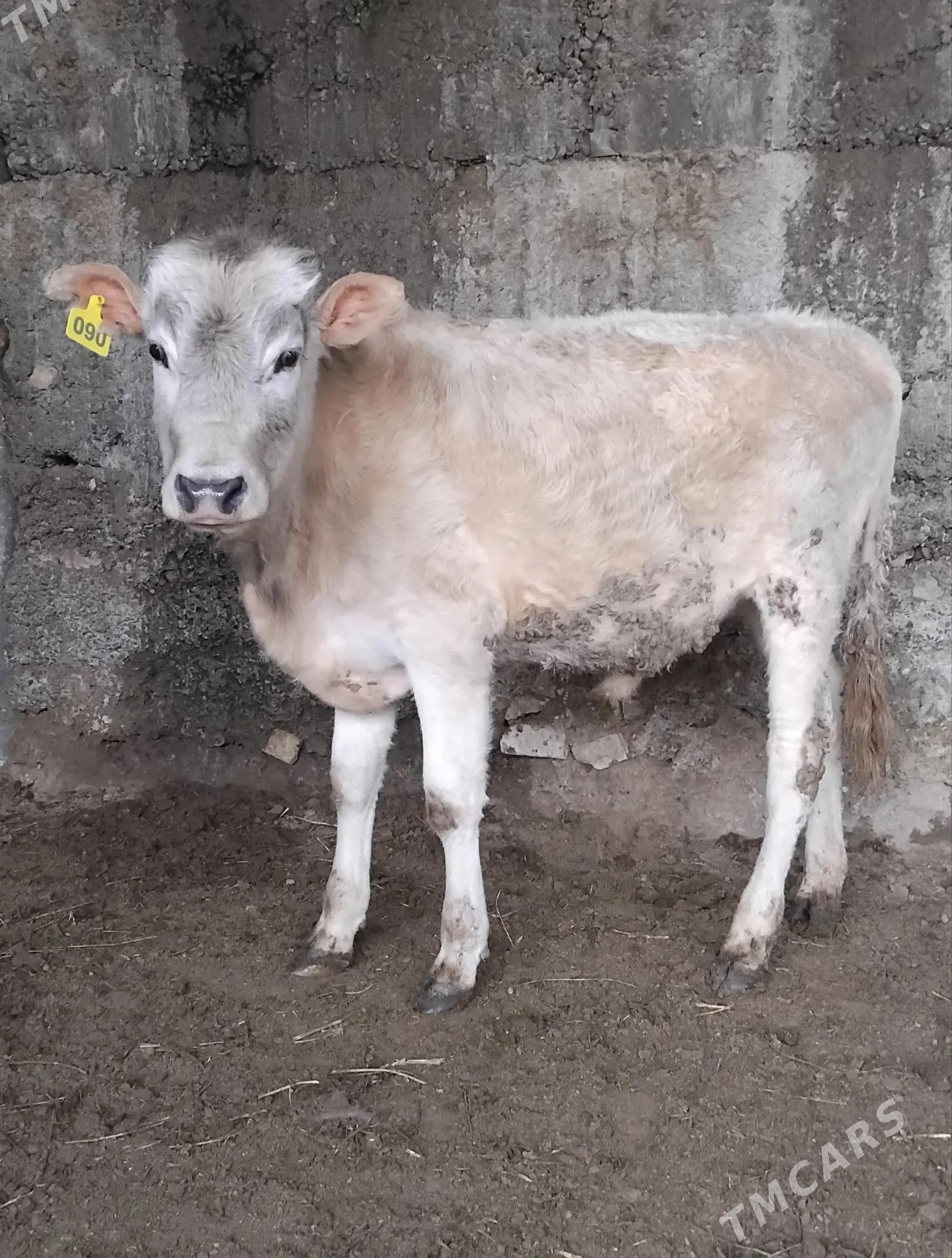 ŠWES OKUZ - Бузмеин - img 1