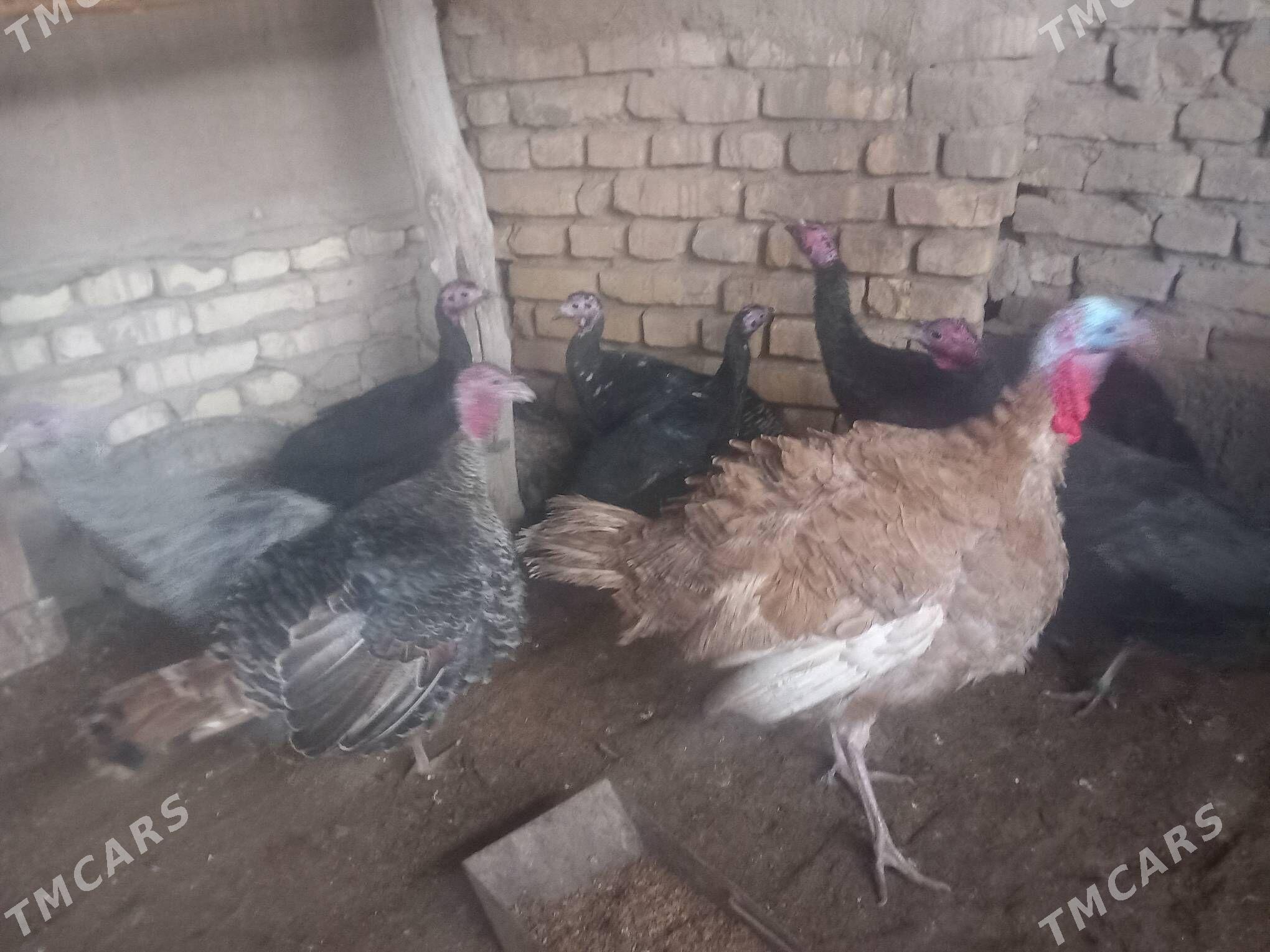 induk - Гороглы (Тагта) - img 1