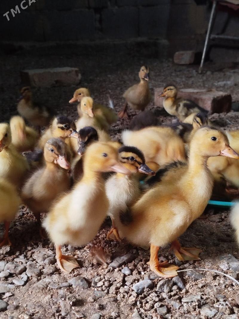 ördek juyjeler - Гёкдепе - img 1