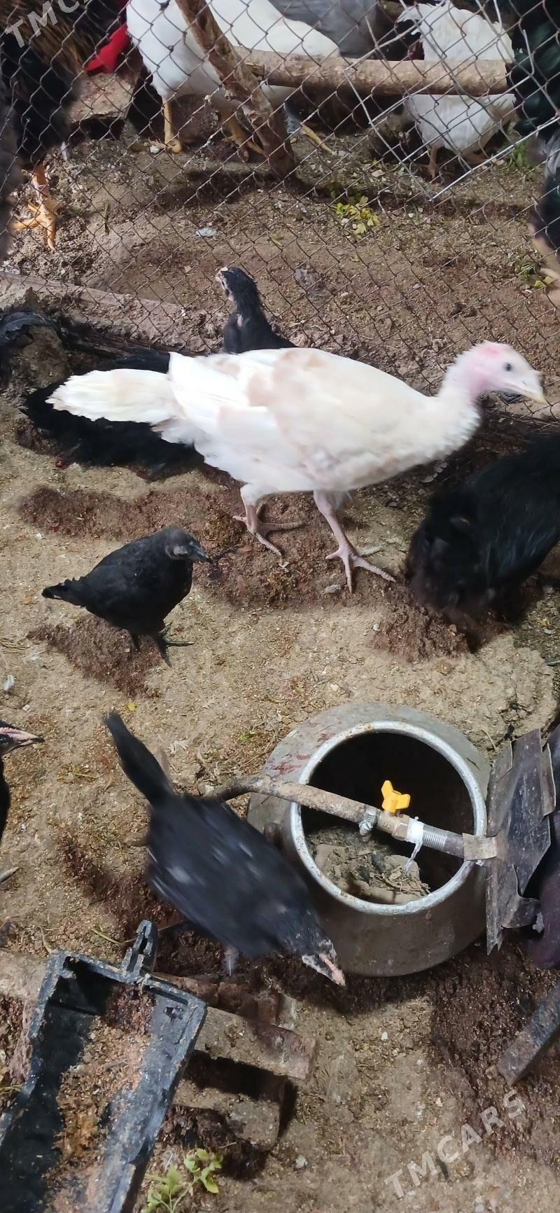 induk - Aşgabat - img 1