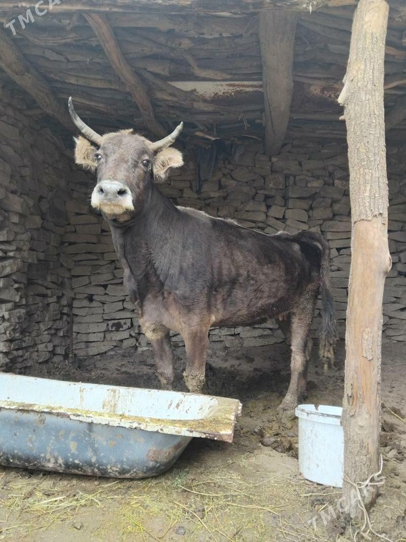 Gysyr sygyr - Бахарден - img 1