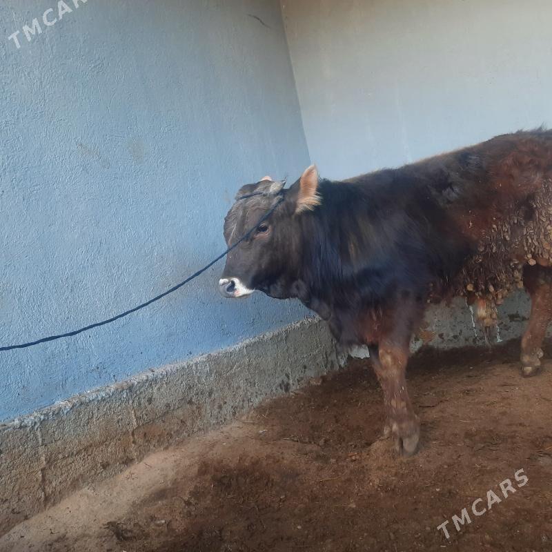 okuz - Гёкдепе - img 1