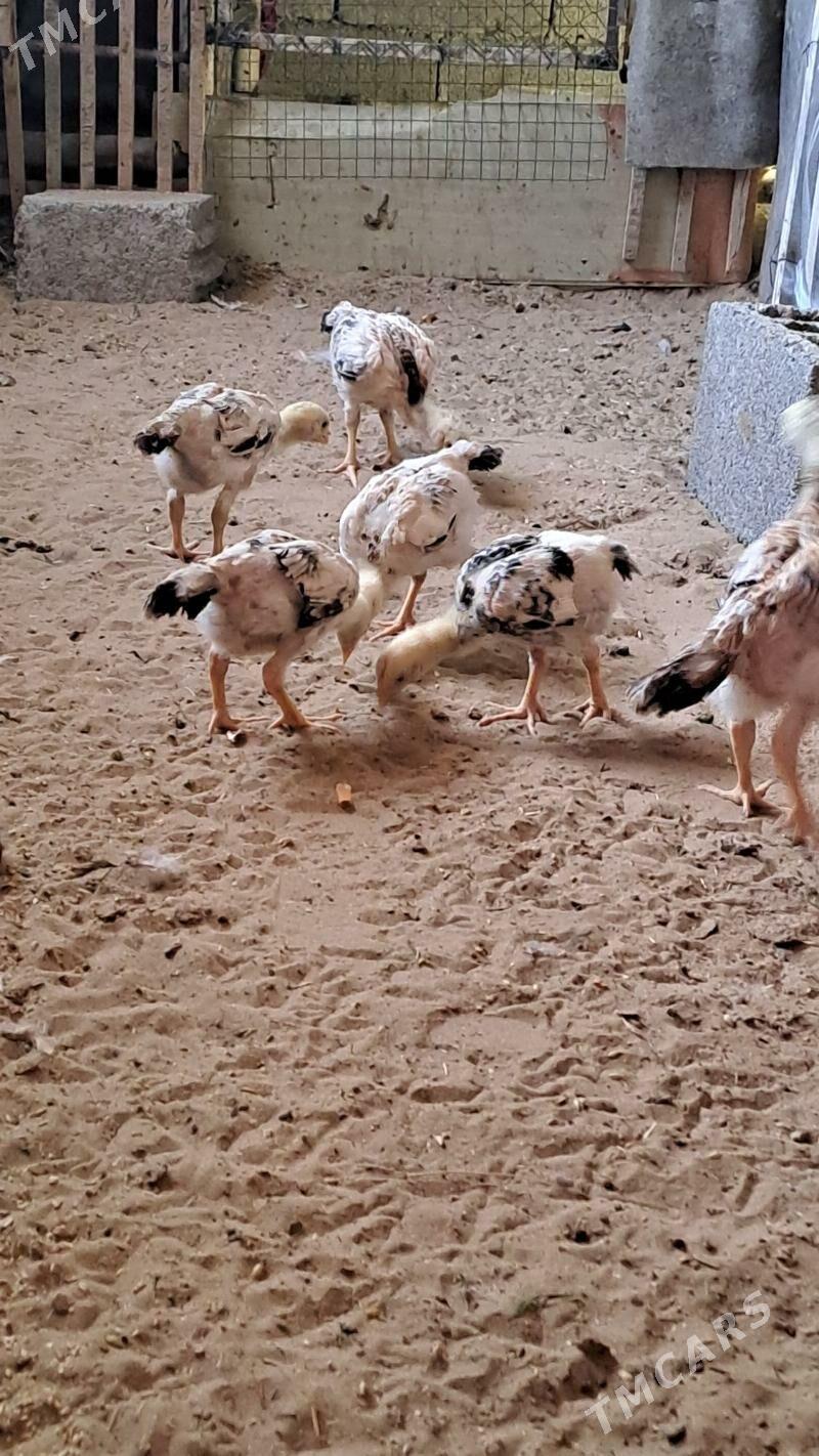 Taskent juje - Büzmeýin - img 1