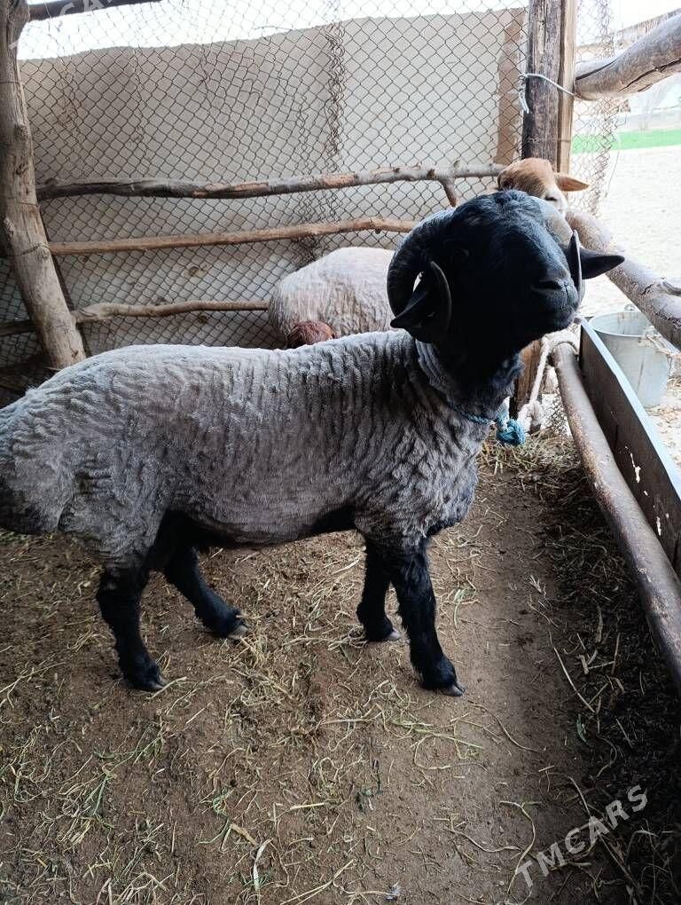 GOCKAR - Туркменабат - img 1