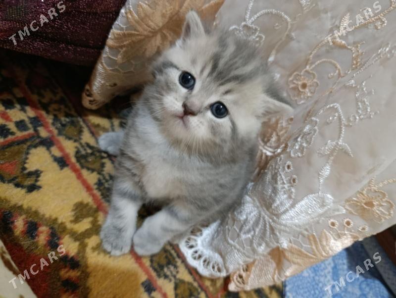 шотландский котенок девочка - Ашхабад - img 1