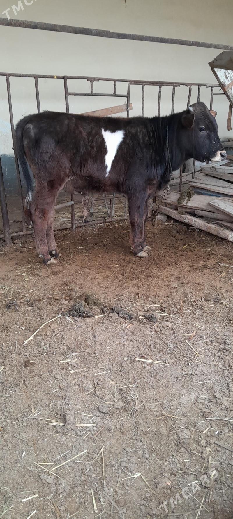 şwes öküz - Бахарден - img 1