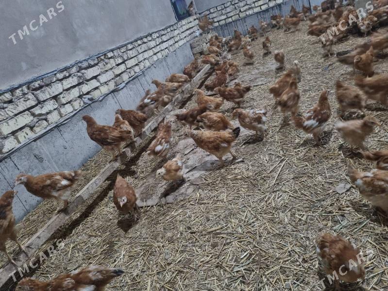 juje - Гороглы (Тагта) - img 1