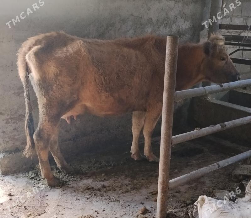 SIWES GOLELI SYGYR - Bäherden - img 1