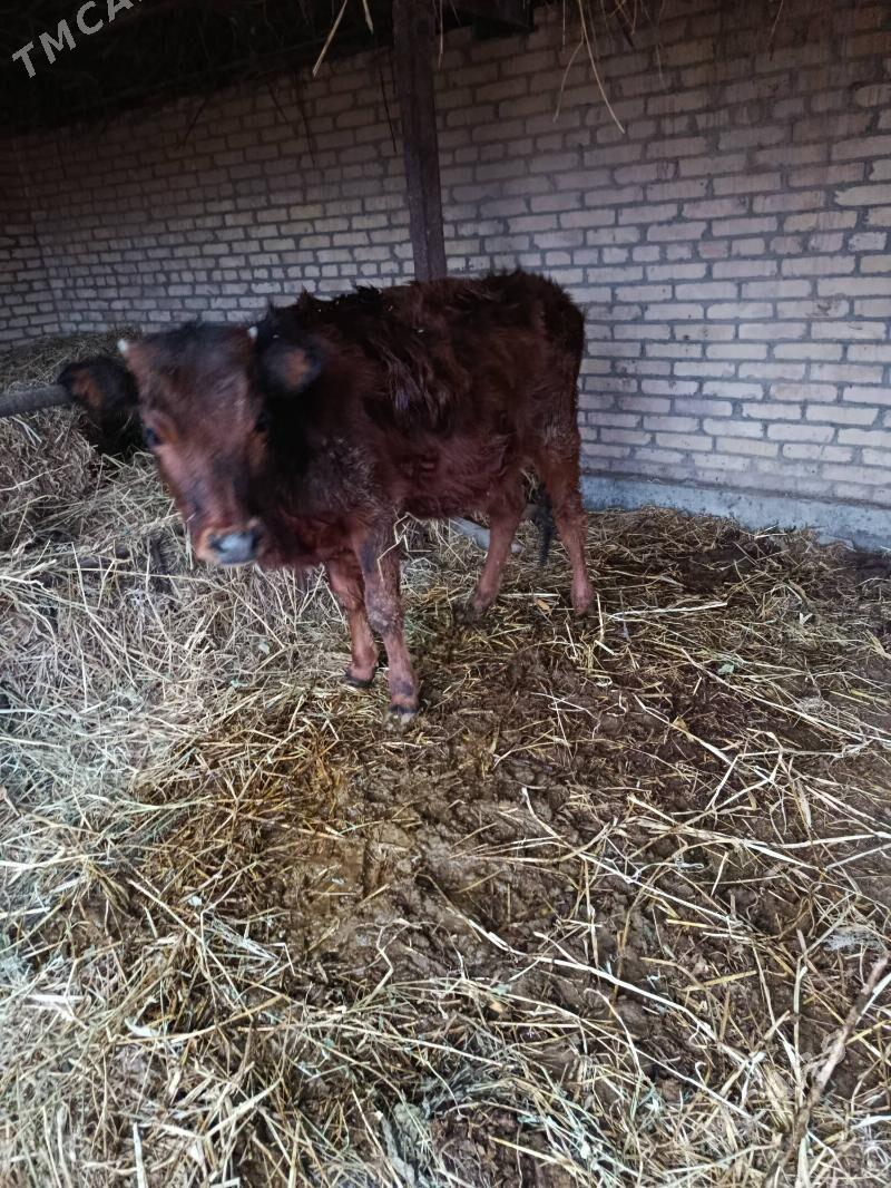 Unajyn - Чарджоу - img 1