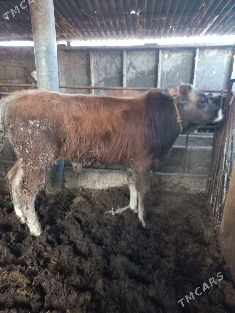 okuz - Ýaşlyk - img 1