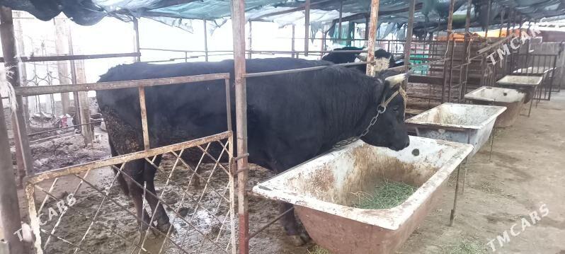 okuz - Aşgabat - img 1