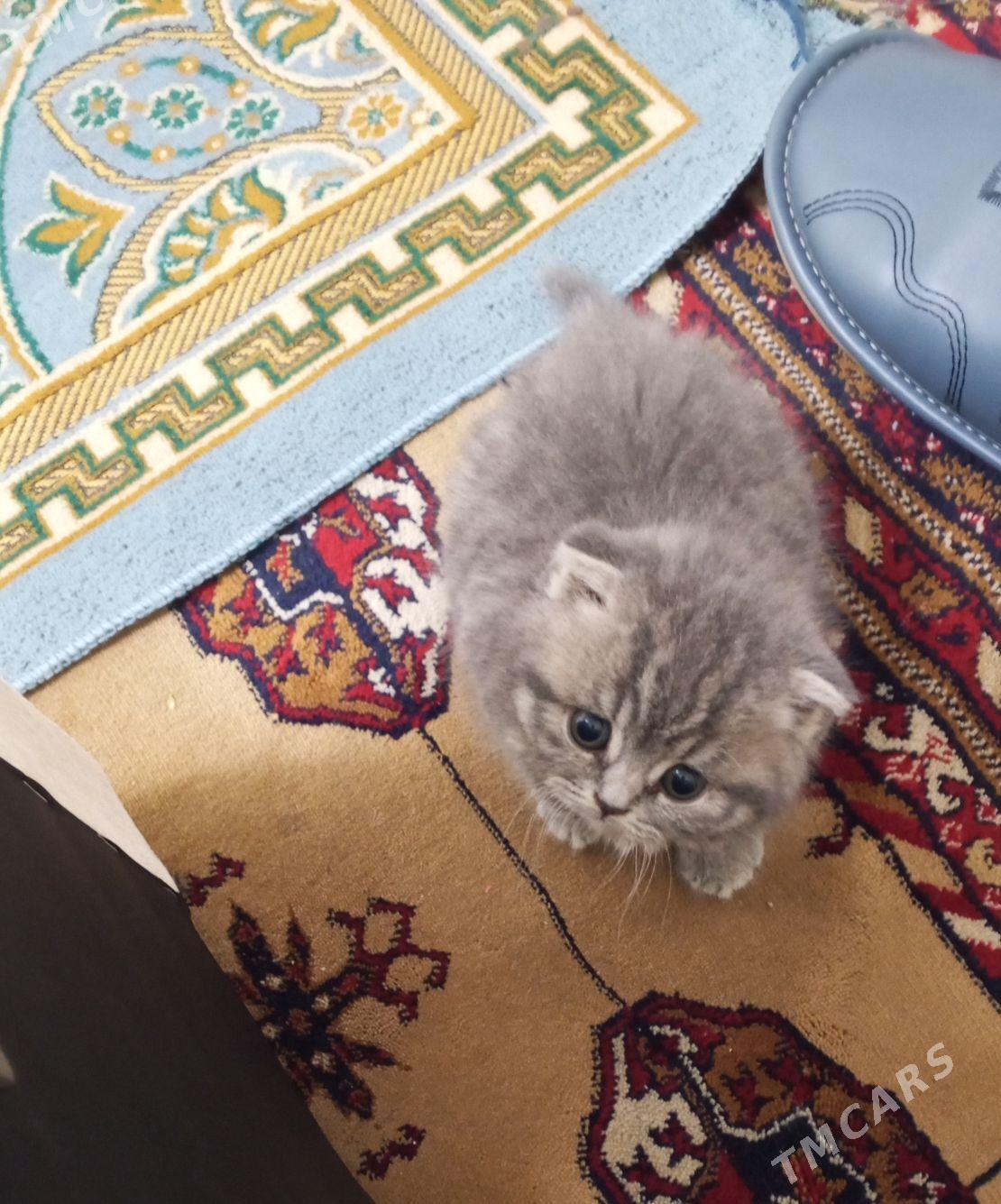 pişijek - Мары - img 1