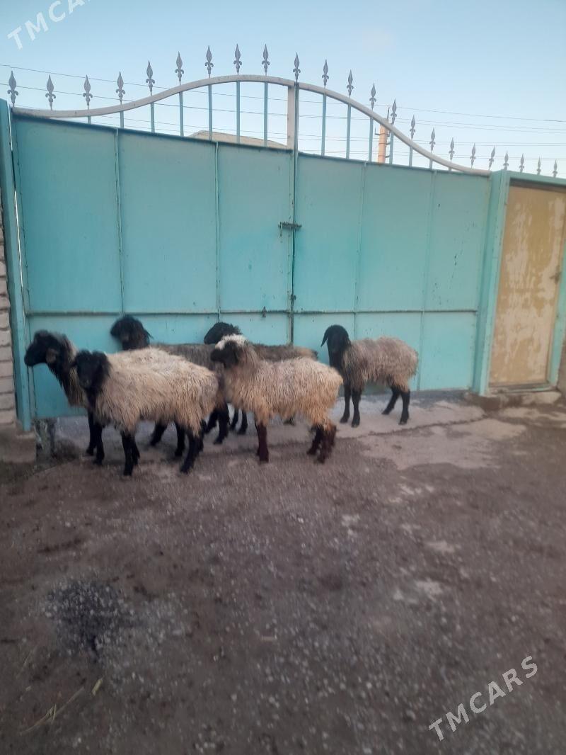 Issek - Гарадамак Шор - img 1