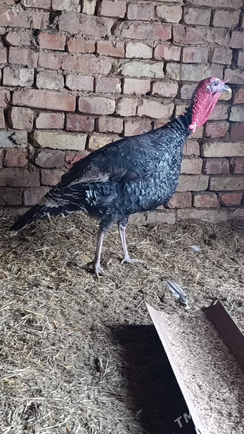 induk horaz - Векильбазар - img 1