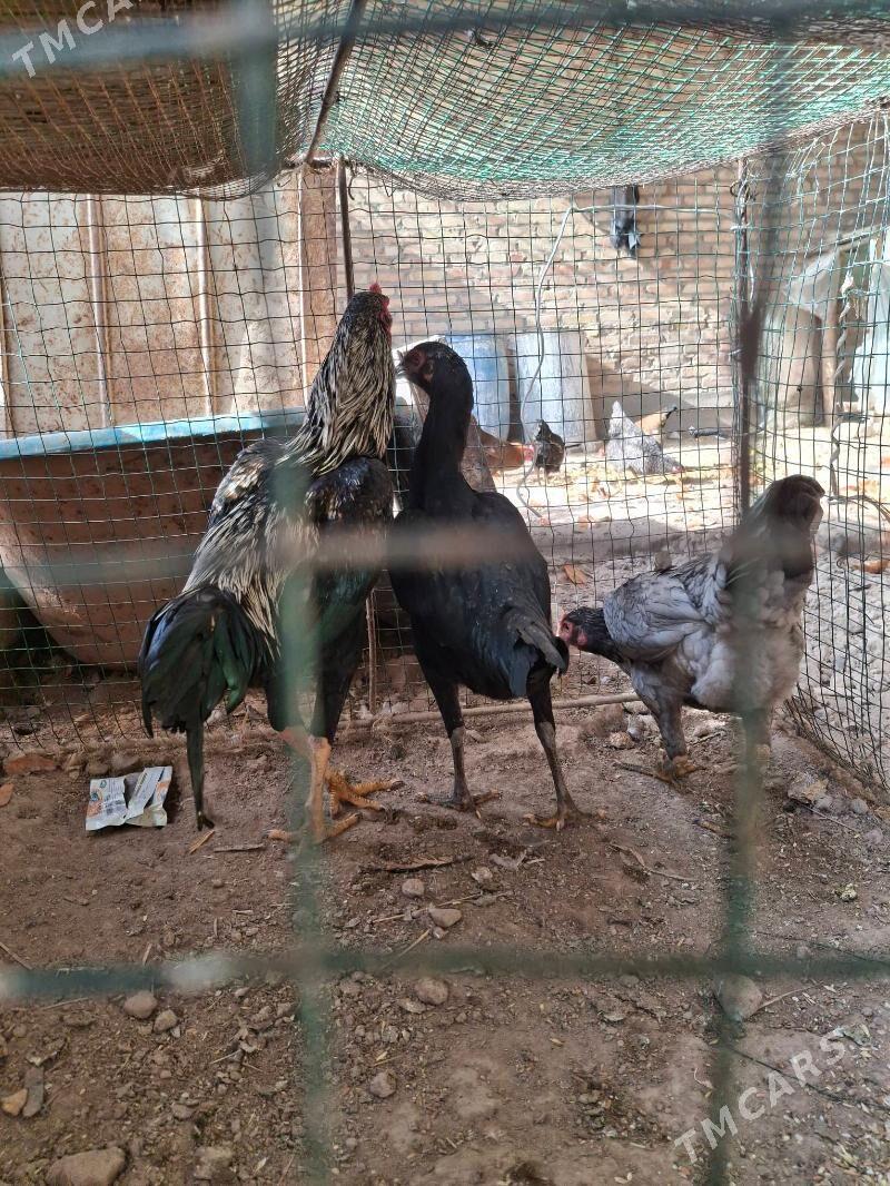 bayes - Чарджоу - img 1