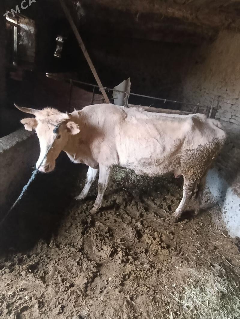 gysyr sygyr - Bäherden - img 1