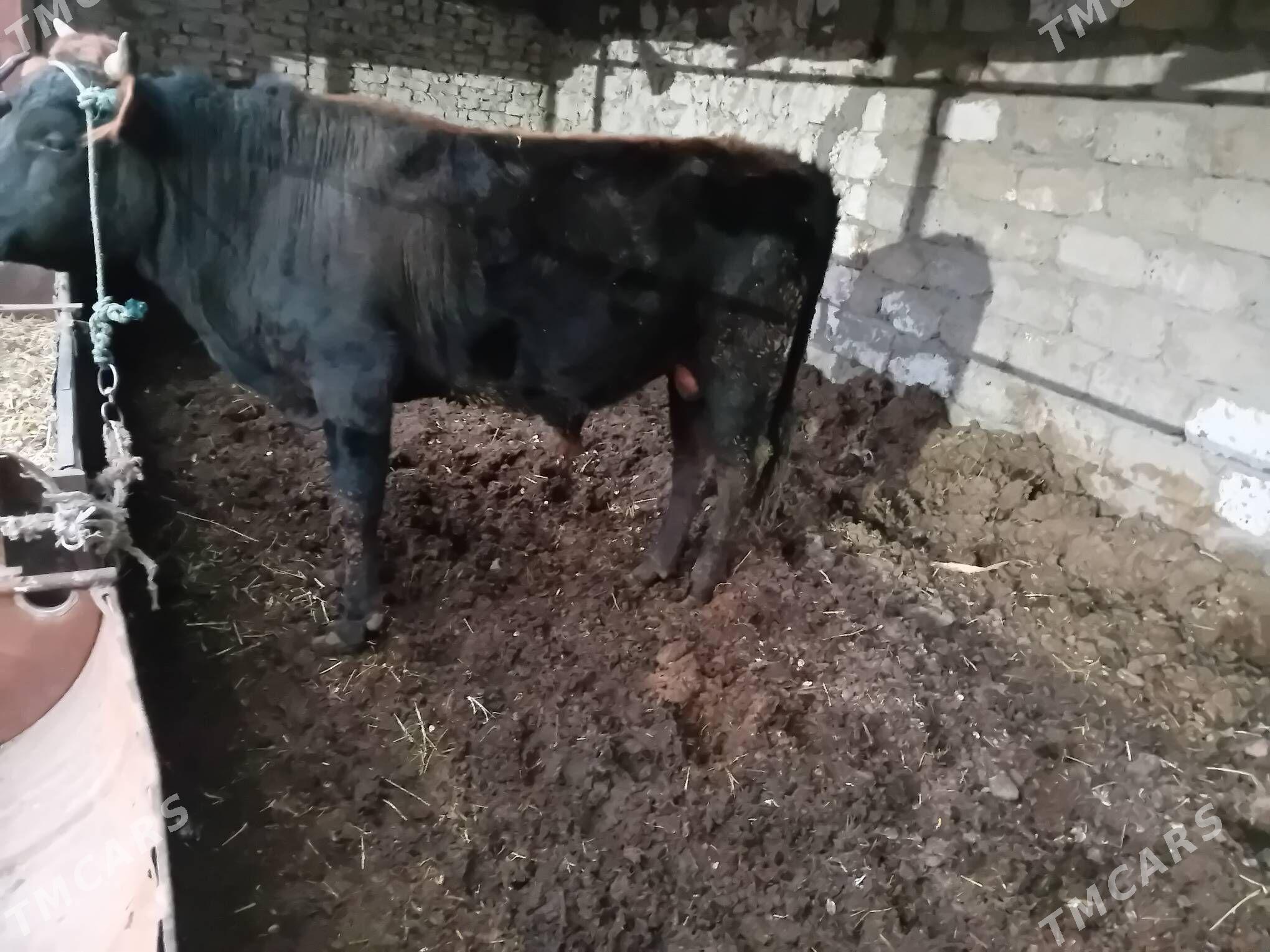 ökuz - Туркменабат - img 1