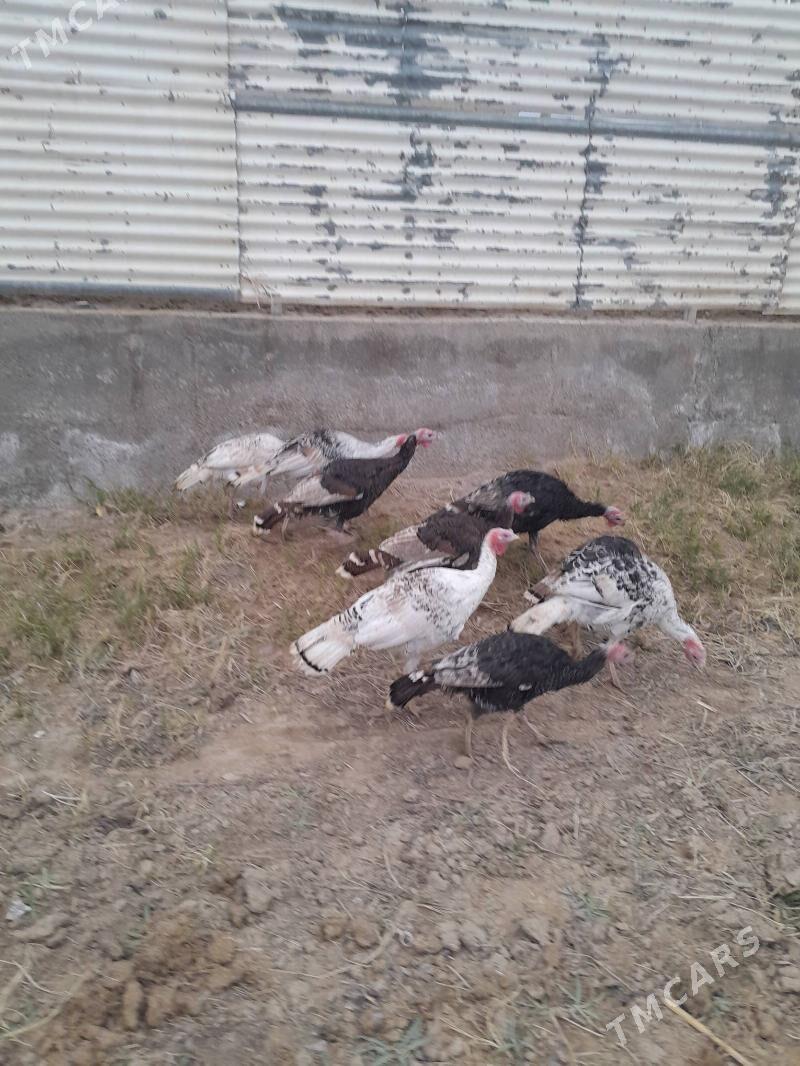 Induk - Mary - img 1