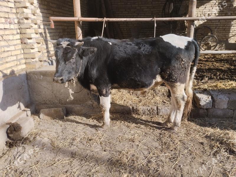 öküz - Çärjew - img 1