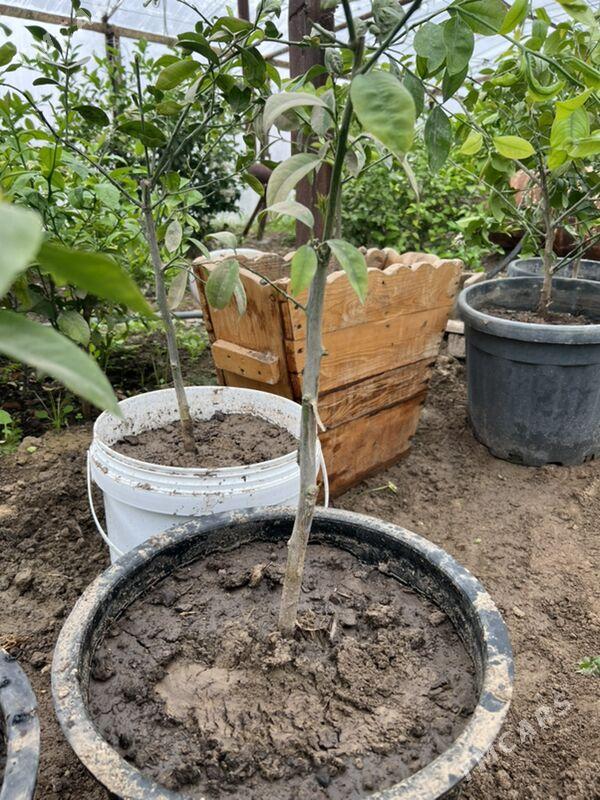 Limon nahal - Sakarçäge - img 1