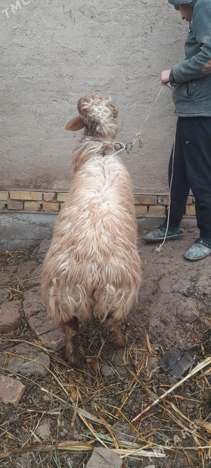 Goc - Шабатский этрап - img 1