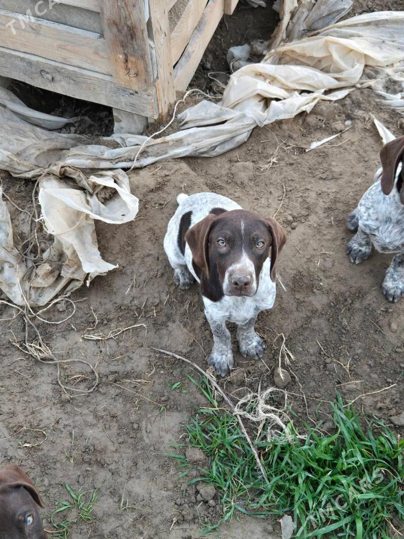 Kursshar gujik kopek - Aşgabat - img 1