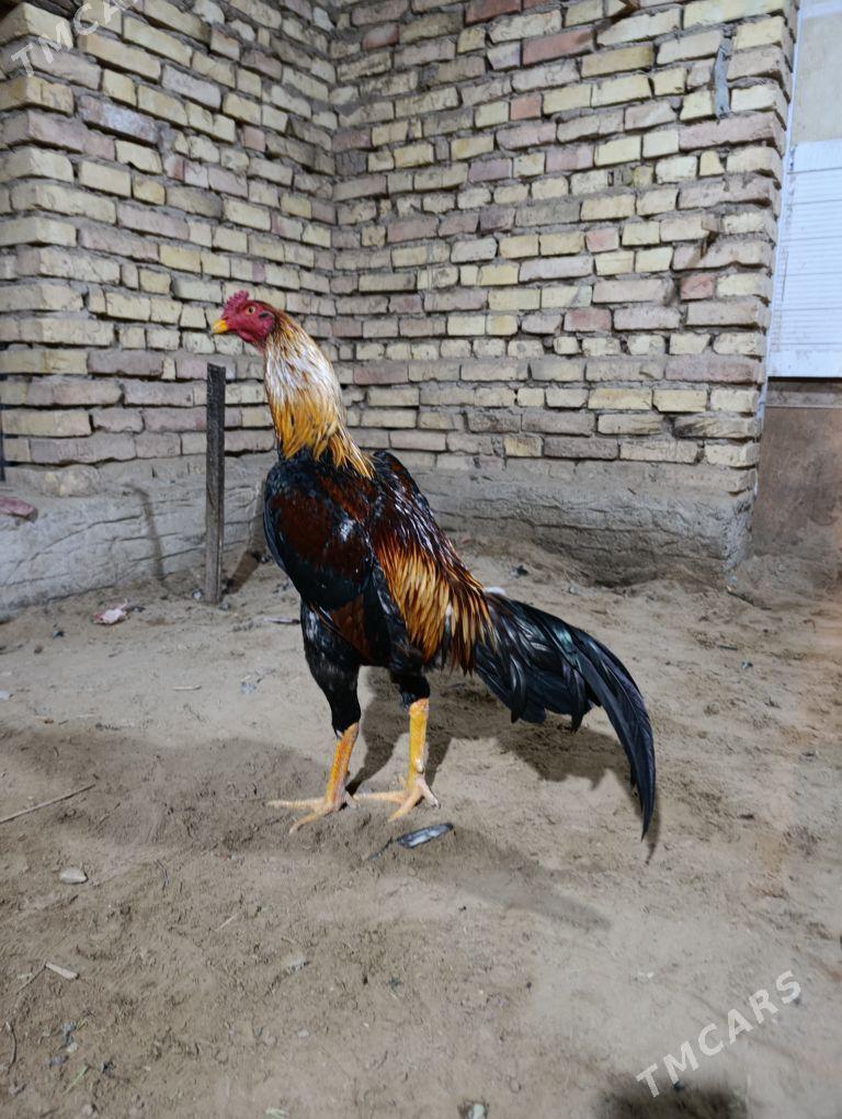 Taskent - Mary - img 1