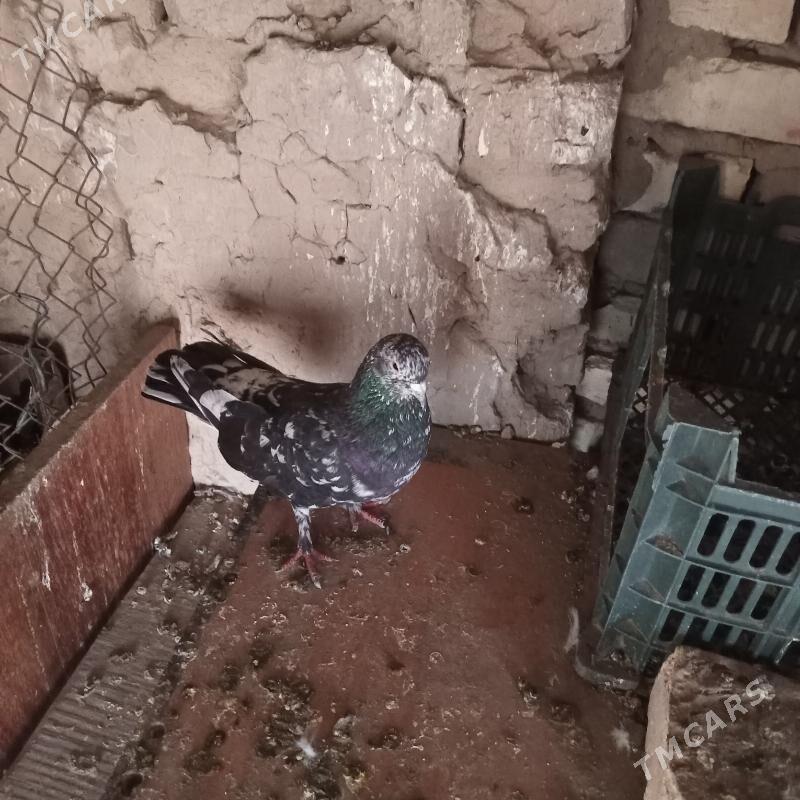 kepderi - Mary - img 1